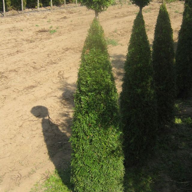 Formgehölze - Thuja - im Sortiment der GartenBaumschule Lehnert - Bodendecker, Obstbäume, Rosen, Ziersträucher und Heckenpflanzen aus Sangerhausen