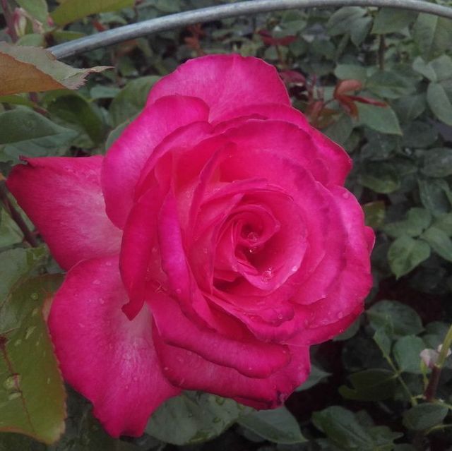 Edelrosen im im Sortiment der GartenBaumschule Lehnert - Bodendecker, Obstbäume, Rosen, Ziersträucher und Heckenpflanzen aus Sangerhausen