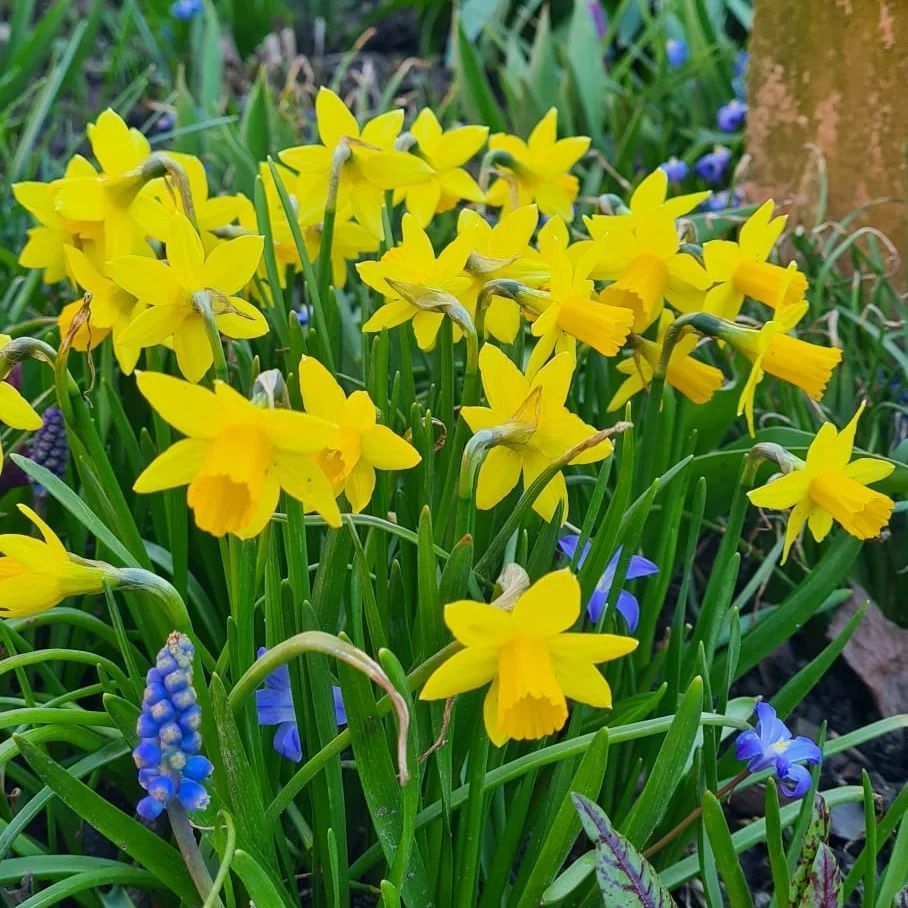 *Osterglocke* (Narcissus pseudonarcissus)