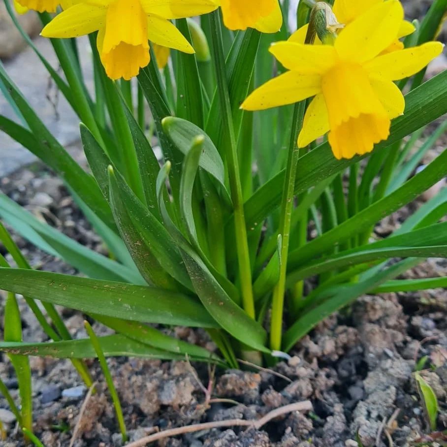 *Osterglocke* (Narcissus pseudonarcissus)