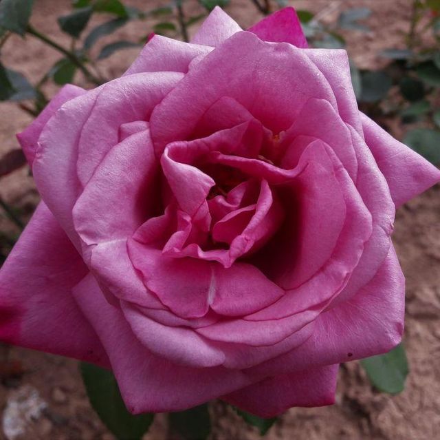 Edelrosen im im Sortiment der GartenBaumschule Lehnert - Bodendecker, Obstbäume, Rosen, Ziersträucher und Heckenpflanzen aus Sangerhausen