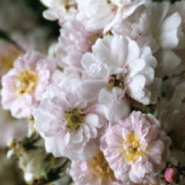Kletterrosen im Sortiment der GartenBaumschule Lehnert - Bodendecker, Obstbäume, Rosen, Ziersträucher und Heckenpflanzen aus Sangerhausen