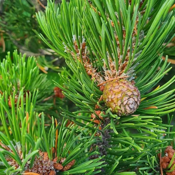 *Krummholzkiefer* (Pinus mugo mughus)