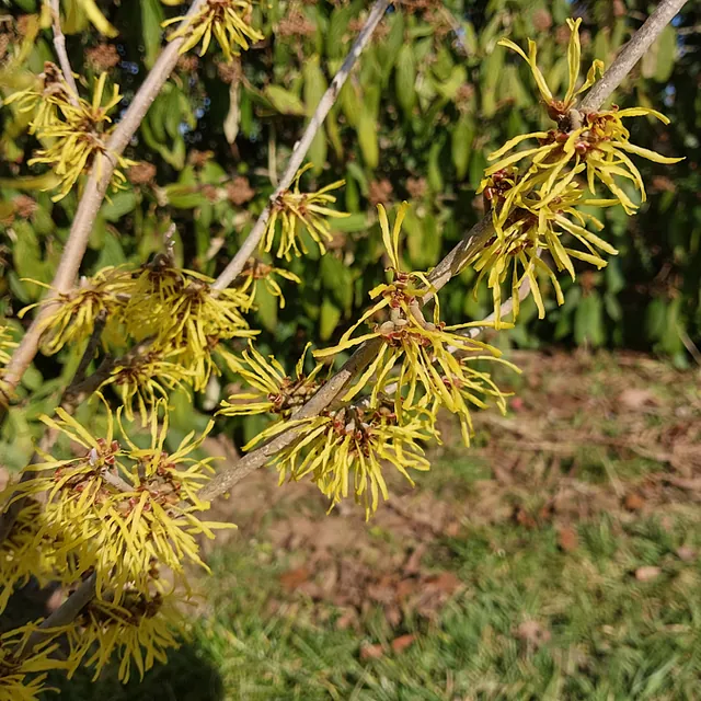 *Zaubernuss 'Westerstede'* (Hamamelis x intermedia 'Westerstede')