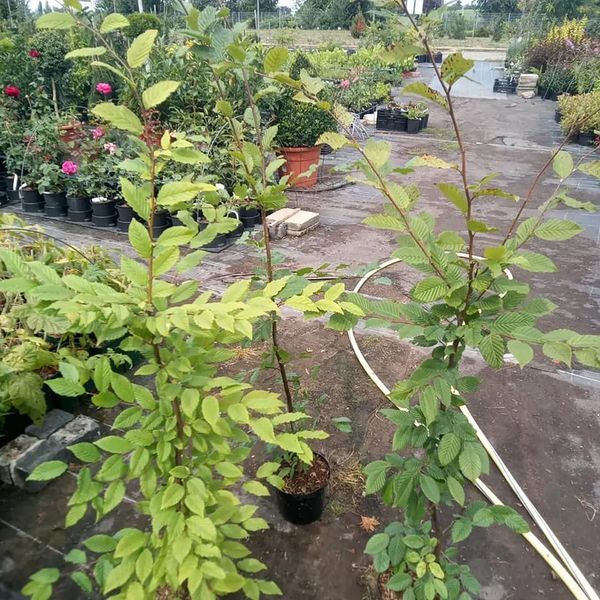 *Hainbuche* (Carpinus betulus)