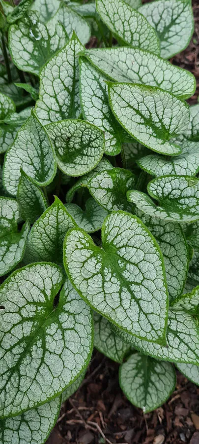 *Kaukasus-Vergissmeinnicht 'Jack Frost'* (Brunnera macrophylla 'Jack Frost')