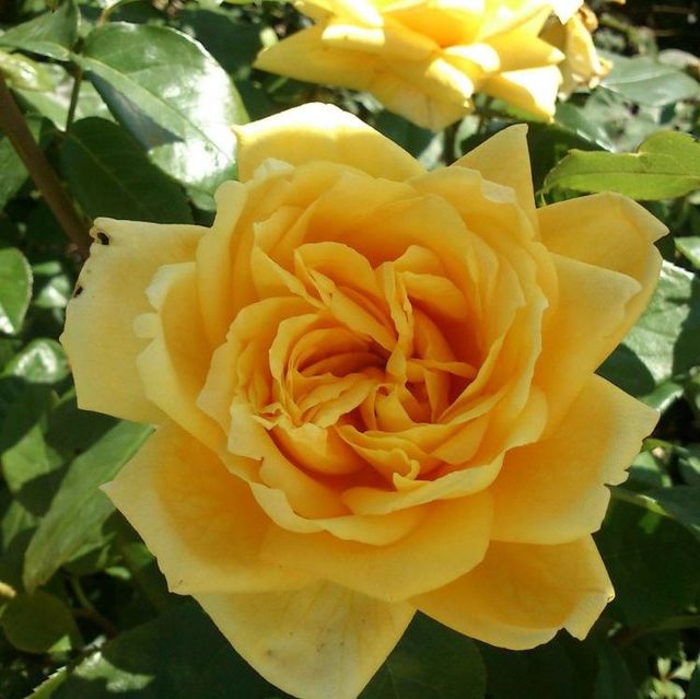 Edelrosen im im Sortiment der GartenBaumschule Lehnert - Bodendecker, Obstbäume, Rosen, Ziersträucher und Heckenpflanzen aus Sangerhausen