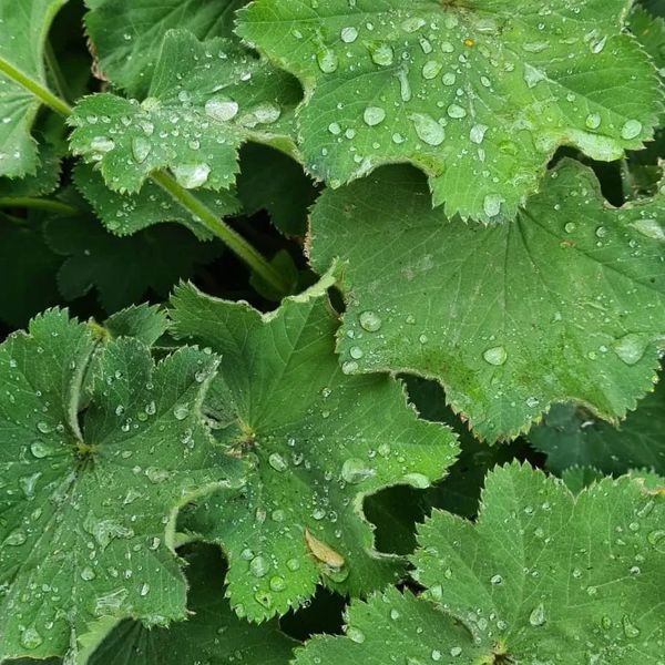 Großblättriger Frauenmantel* (Alchemilla mollis)