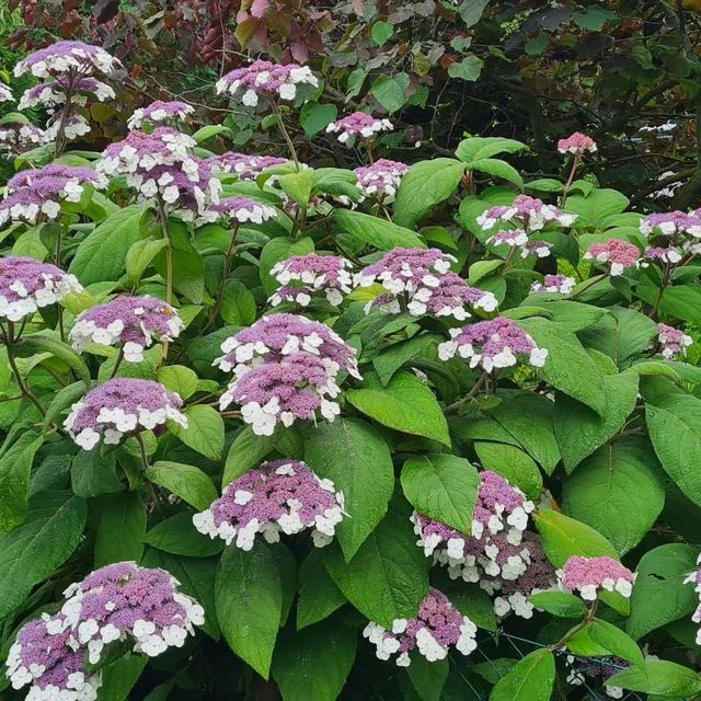 *Samthortensie 'Macrophylla'* (Hydrangea aspera 'Macrophylla')