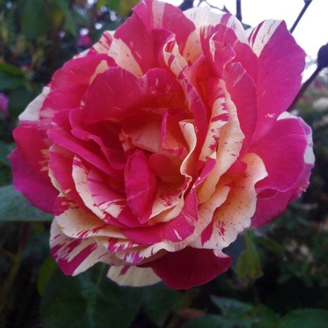Edelrosen im im Sortiment der GartenBaumschule Lehnert - Bodendecker, Obstbäume, Rosen, Ziersträucher und Heckenpflanzen aus Sangerhausen