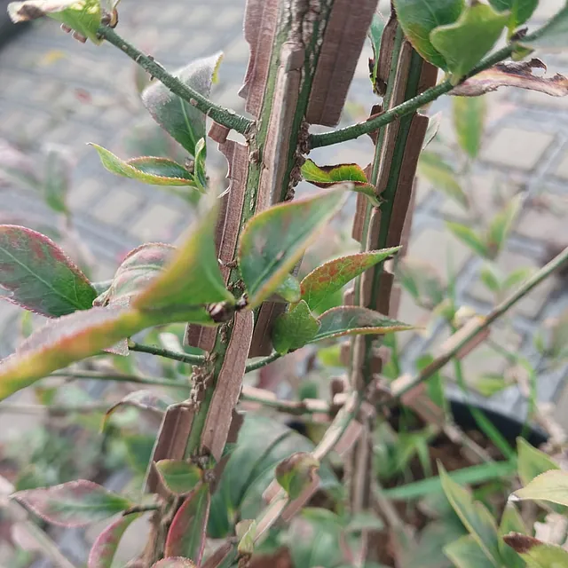 *Korkflügelstrauch* (Euonymus alatus)