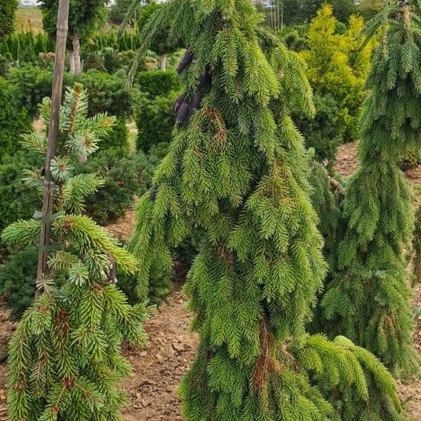*Serbische Hängefichte* (Picea omorika 'Pendula Bruns')