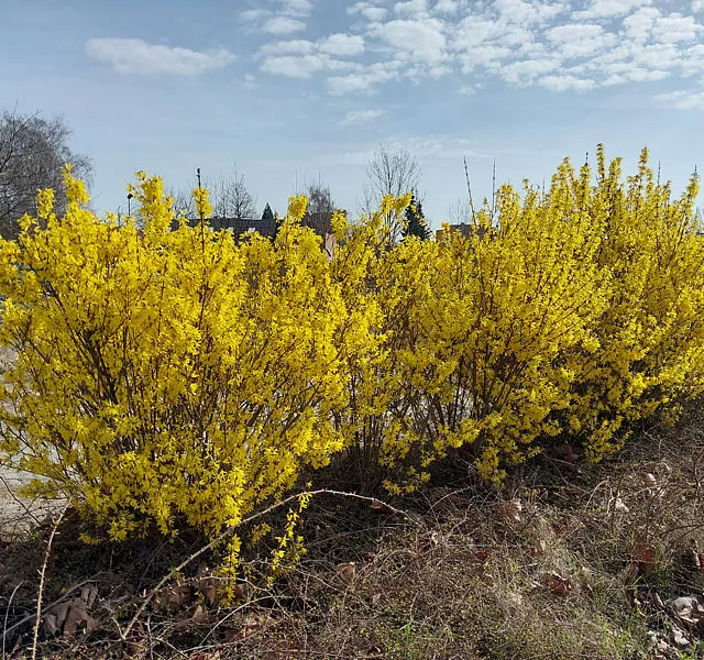 *Forsythie* (Forsythia x intermedia)