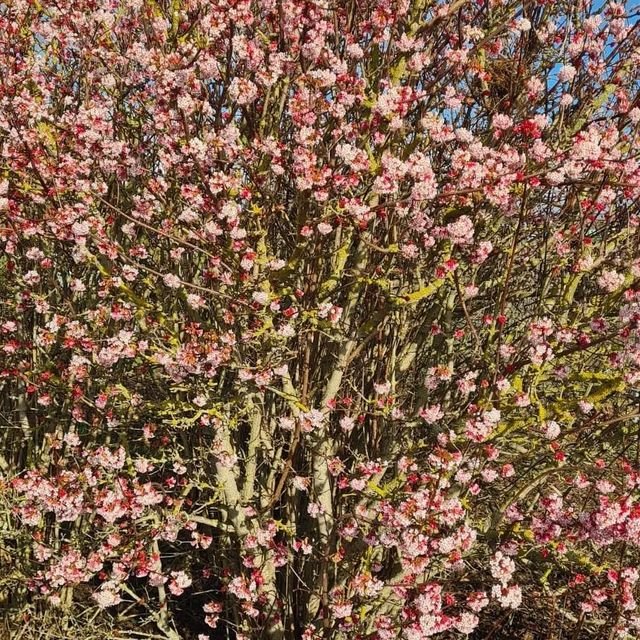  *Winterschneeball 'Dawn'* (Viburnum x bodnantese 'Dawn')