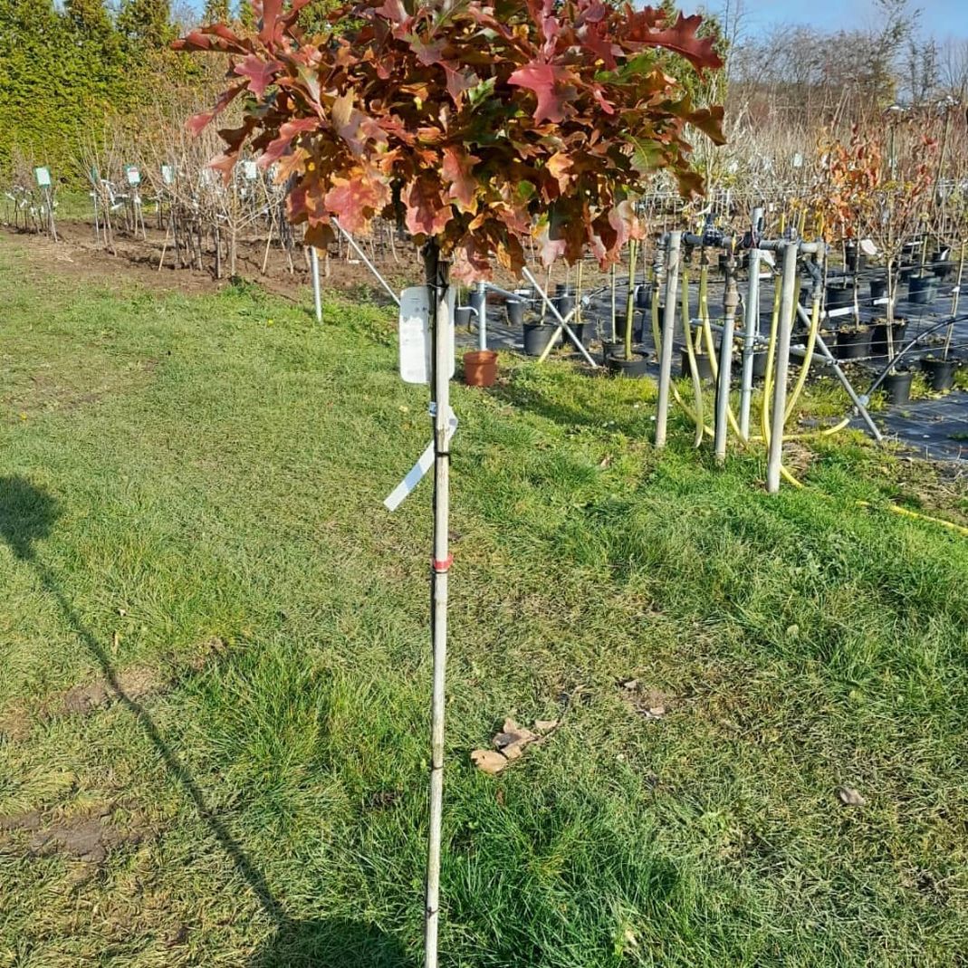 Wir stellen uns vor - GartenBaumschule Lehnert - Bodendecker, Obstbäume, Rosen, Ziersträucher und Heckenpflanzen aus Sangerhausen