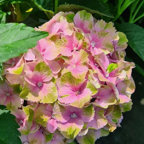 *Hortensie 'Magical Four Seasons' (Hydrangea macrophylla 'Magical Four Seasons')