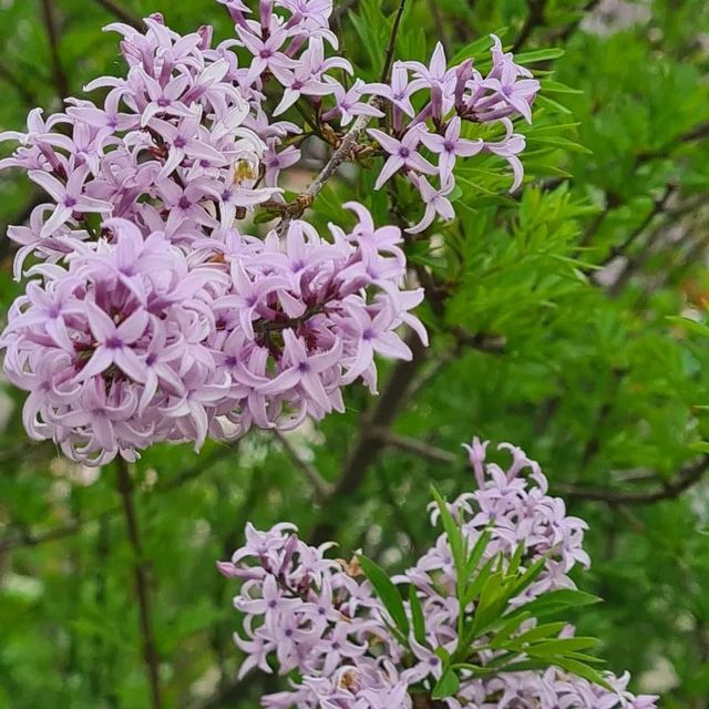 *Afghanischer Flieder* (Syringa afghanica)
