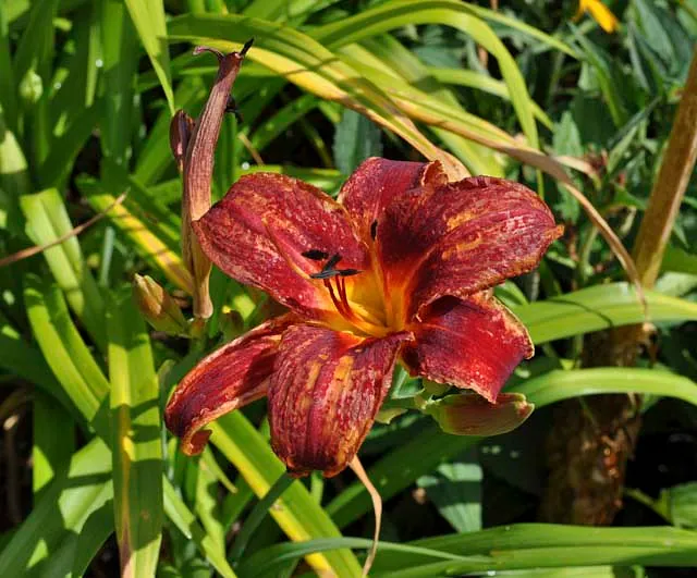 *Taglilie i.S.* (Hemerocallis i.S.)