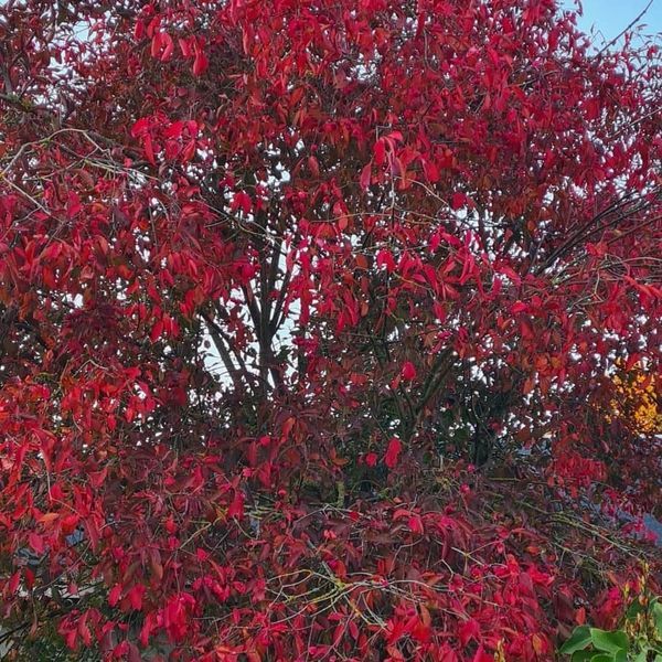 *Pfaffenhütchen* (Euonymus europaeus)