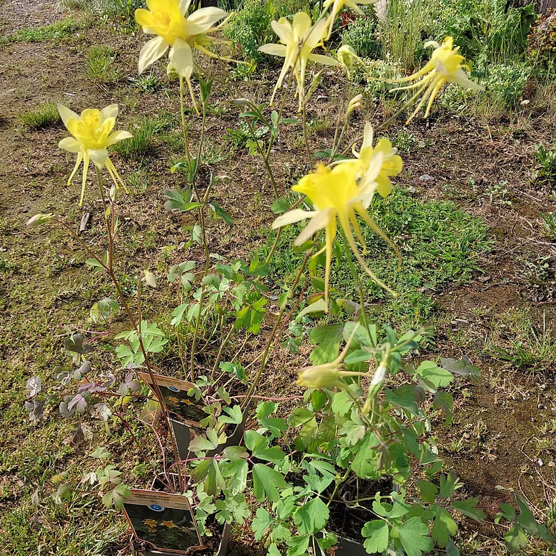 *Langspornige Akelei* (Aquilegia chrysantha)