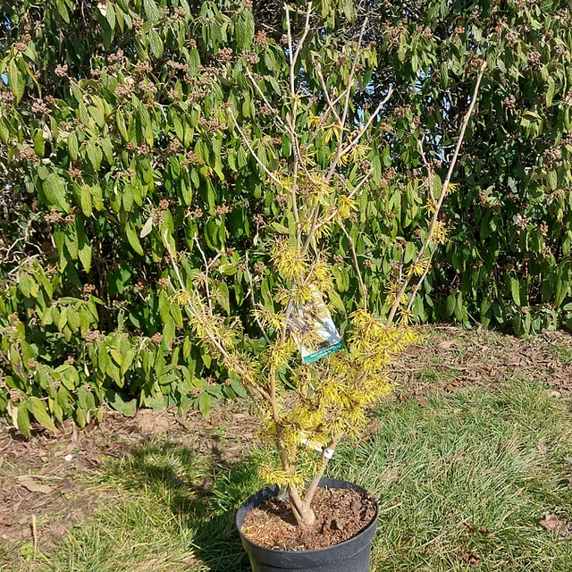 *Zaubernuss 'Westerstede'* (Hamamelis x intermedia 'Westerstede')