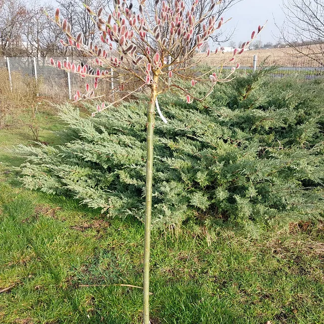 *Rosa Kätzchenweide* (Salix gracilistyla 'Mount Aso')
