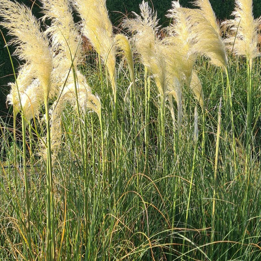 *Pampasgras* (Cortaderia selloana 'White Feather')