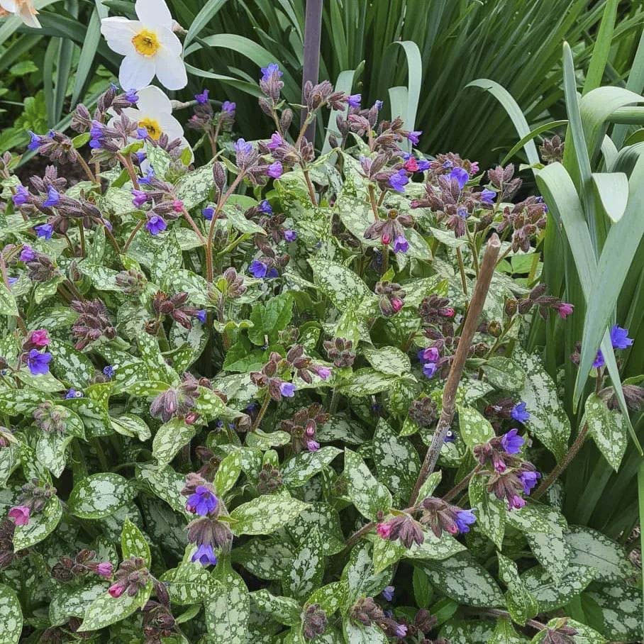 Leistungen der GartenBaumschule Lehnert - Bodendecker, Obstbäume, Rosen, Ziersträucher und Heckenpflanzen aus Sangerhausen