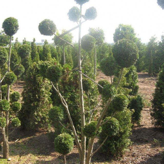 Formgehölze - Thuja - im Sortiment der GartenBaumschule Lehnert - Bodendecker, Obstbäume, Rosen, Ziersträucher und Heckenpflanzen aus Sangerhausen