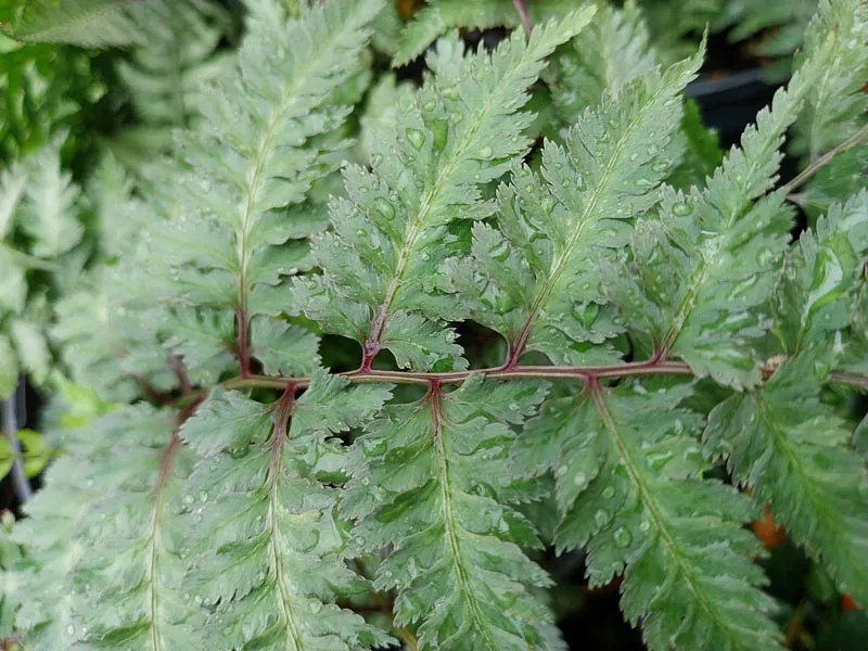 *Japanischer Regenbogenfarn* (Athyrium niponicum 'Metallicum')