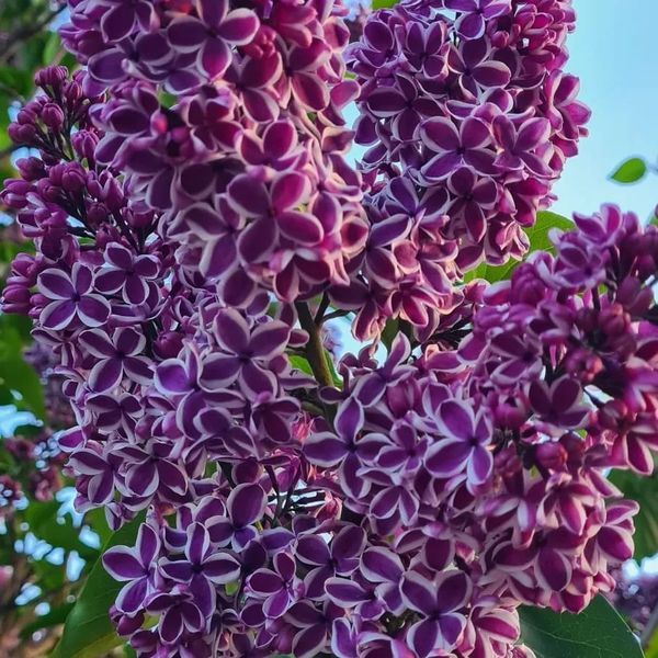 *Edelflieder 'Sensation'* (Syringa vulgaris 'Sensation')