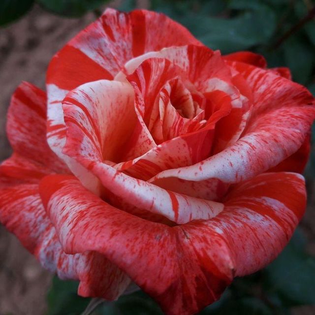 Edelrosen im im Sortiment der GartenBaumschule Lehnert - Bodendecker, Obstbäume, Rosen, Ziersträucher und Heckenpflanzen aus Sangerhausen