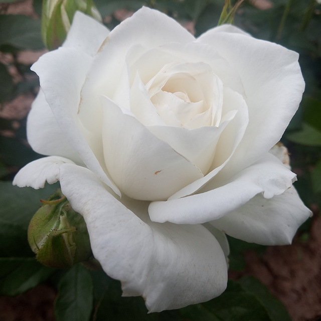 Edelrosen im im Sortiment der GartenBaumschule Lehnert - Bodendecker, Obstbäume, Rosen, Ziersträucher und Heckenpflanzen aus Sangerhausen