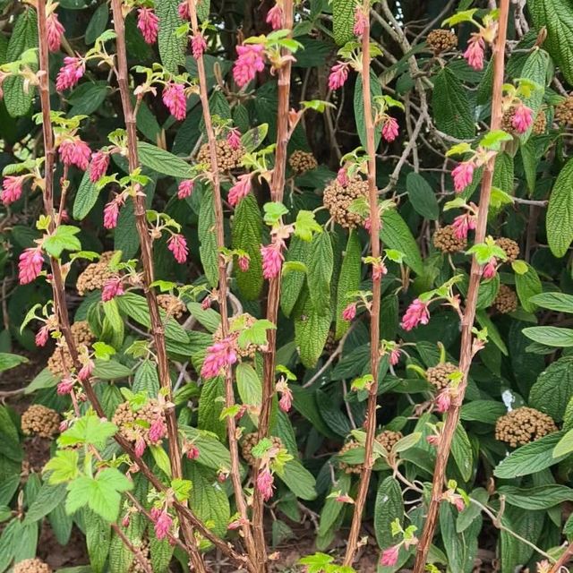 *Blutjohannisbeere 'King Edward VII'* (Ribes sanguineum 'King Edward VII')