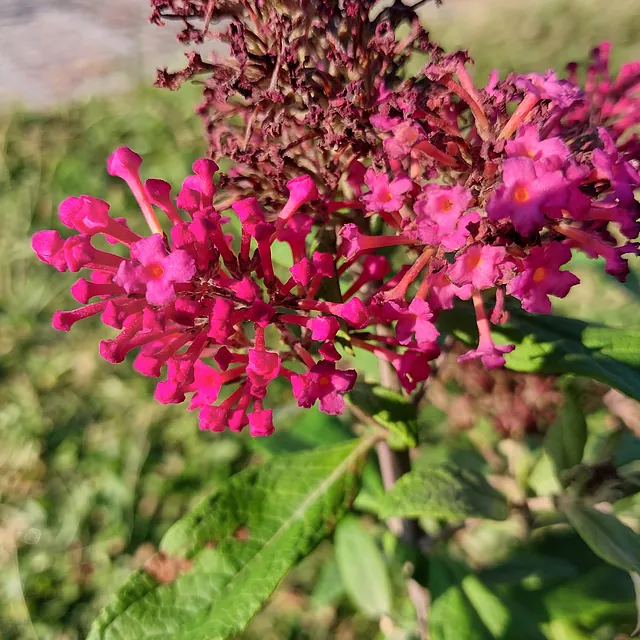 Zwerg-Schmetterlingsflieder Butterfly Candy i.S.* (Buddleja davidii Butterfly Candy i.S.)