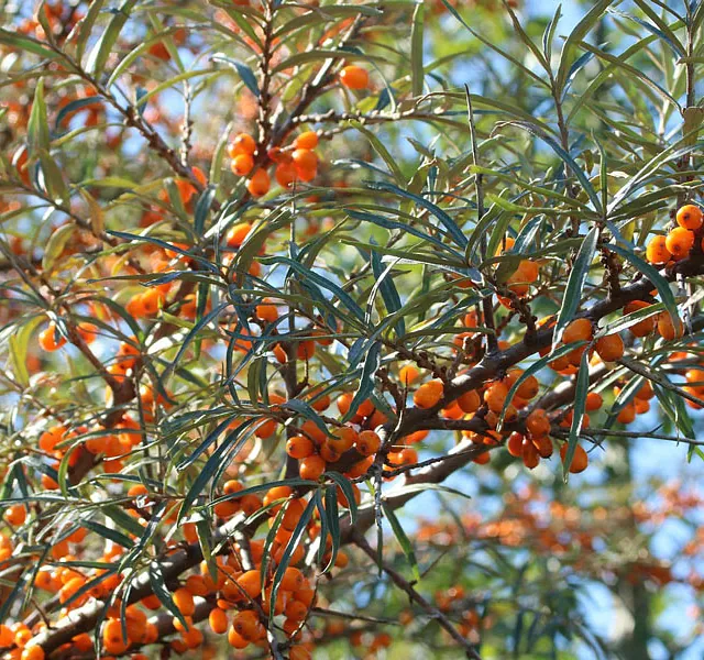 *Sanddorn 'Friesdorfer Orange'* (Hippophae rhamnoides 'Friesdorfer Orange'