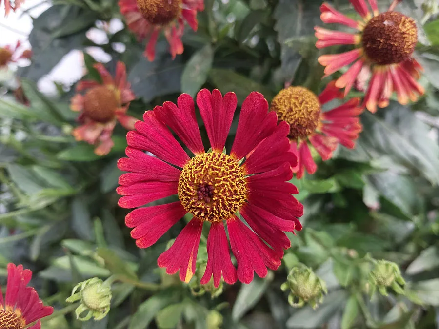 *Sonnenbraut 'Salsa'* (Helenium x cultorum 'Salsa')