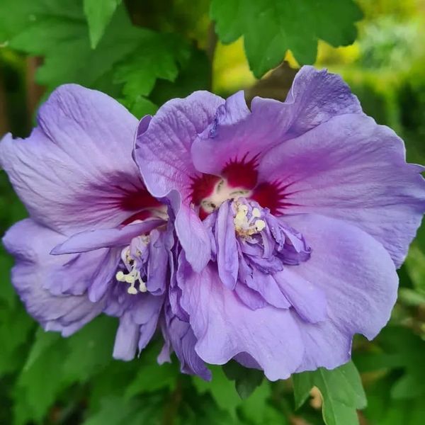  *Garten-Eibisch* in Sorten (Hibiscus syriacus)