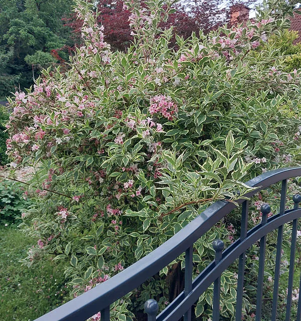 *Buntblättrige Weigelie 'Nana Variegata'* (Weigela florida 'Nana Variegata')