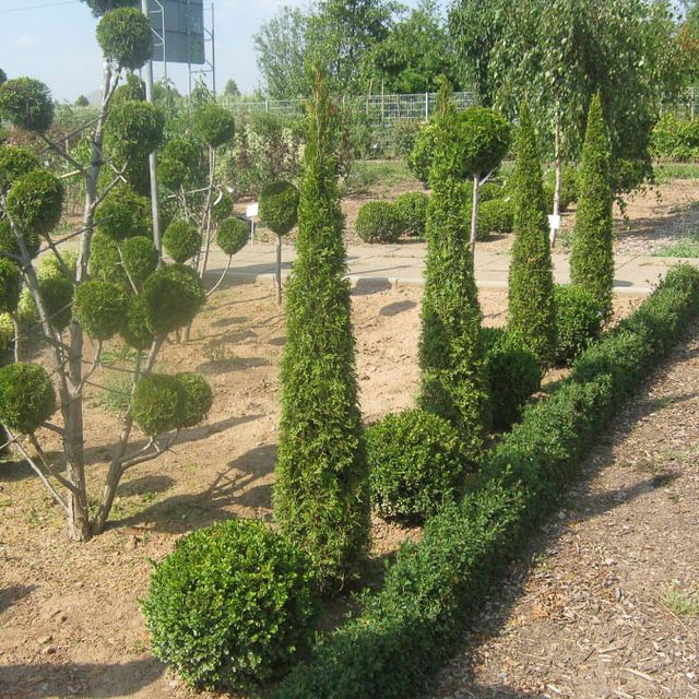 Formgehölze - Thuja - im Sortiment der GartenBaumschule Lehnert - Bodendecker, Obstbäume, Rosen, Ziersträucher und Heckenpflanzen aus Sangerhausen