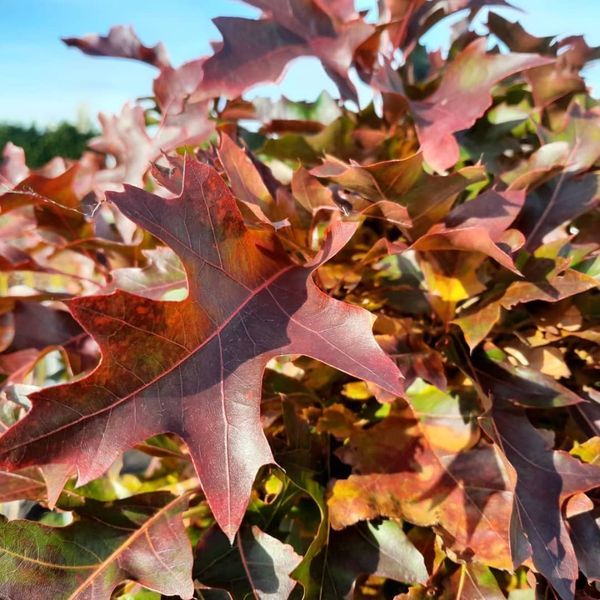 *Kugel-Sumpfeiche 'Green Dwarf'* (Quercus palustris 'Green Dwarf')