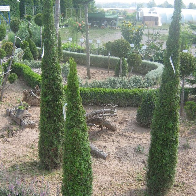 Formgehölze - Thuja - im Sortiment der GartenBaumschule Lehnert - Bodendecker, Obstbäume, Rosen, Ziersträucher und Heckenpflanzen aus Sangerhausen