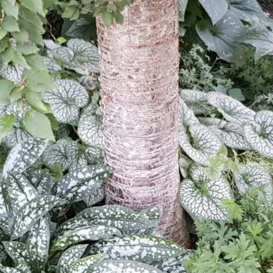 *Kaukasus-Vergissmeinnicht 'Jack Frost'* (Brunnera macrophylla 'Jack Frost')