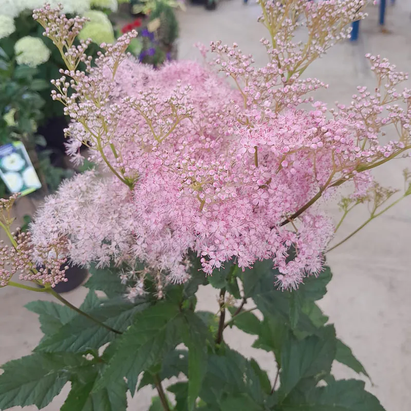 *Mädesüß* (Filipendula rubra)