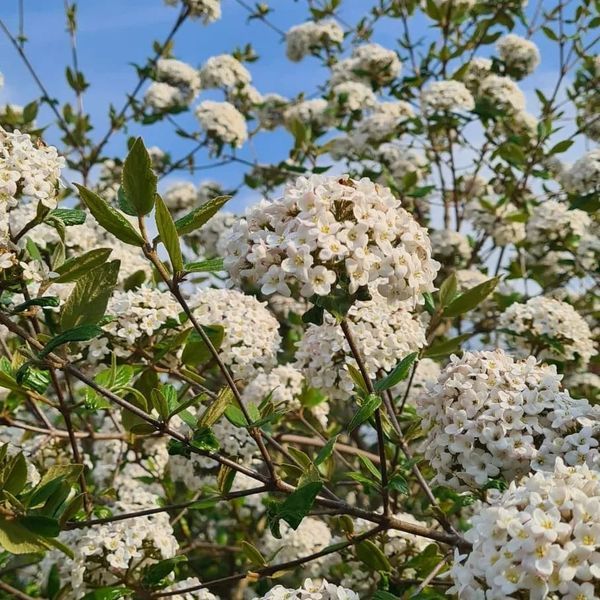 *Oster-Schneeball* (Viburnum burkwoodii)