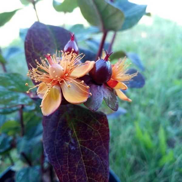 Johanniskraut in Sorten* (Hypericum inodorum)