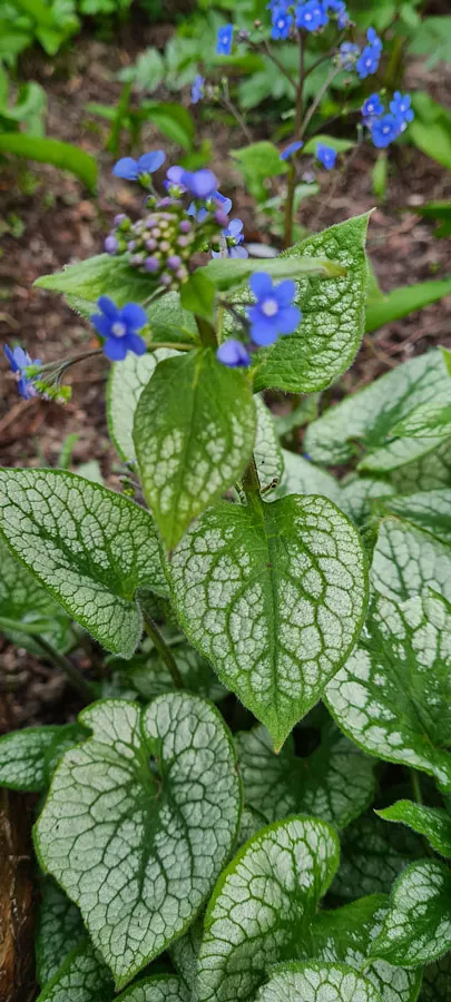 *Kaukasus-Vergissmeinnicht 'Jack Frost'* (Brunnera macrophylla 'Jack Frost')