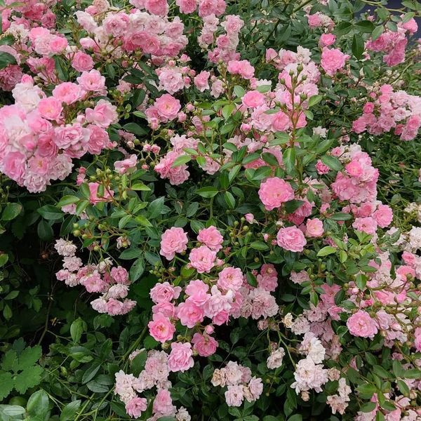 *Bodendecker-Rose / Beetrose 'The Fairy'* (Rosa 'The Fairy')