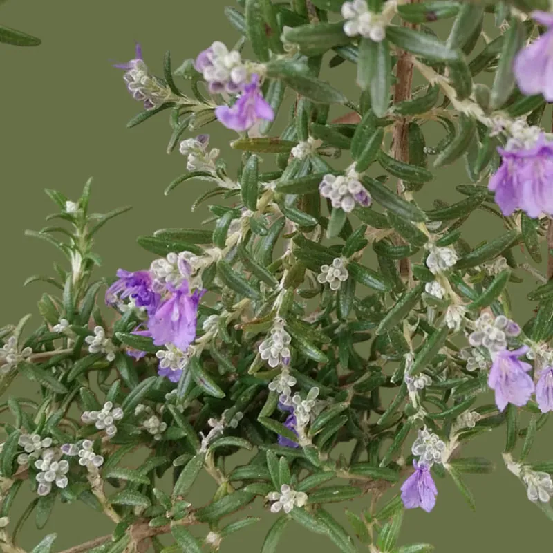*Überhängender Rosmarin* (Rosmarinis officinalis 'Capri')
