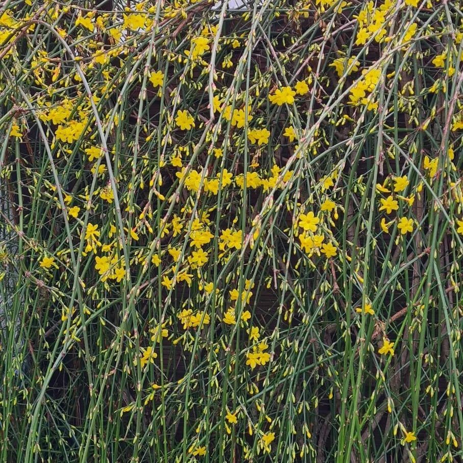 *Winterjasmin* (Jasminum nudiflorum)